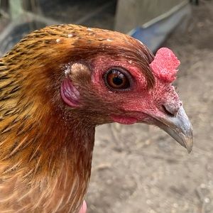 Meet your Posher, Nylin